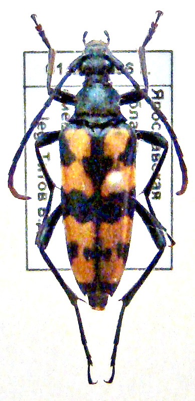 Leptura quadrifasciata L., 1758