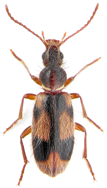 Notochoerus euilus