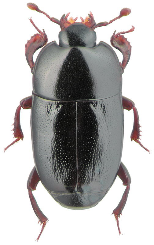 Platylomalus complanatus Pz.