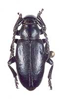 Iberodorcadion (Hispanodorcadion) circumcinctum var. gagatum