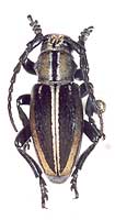 Iberodorcadion (Hispanodorcadion) circumcinctum var. argenteovittatum