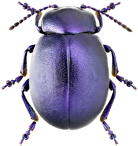 Chrysolina nikolskyi (Jacobson, 1898)