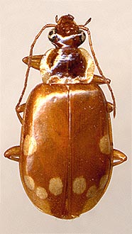 Lebidia octoguttata