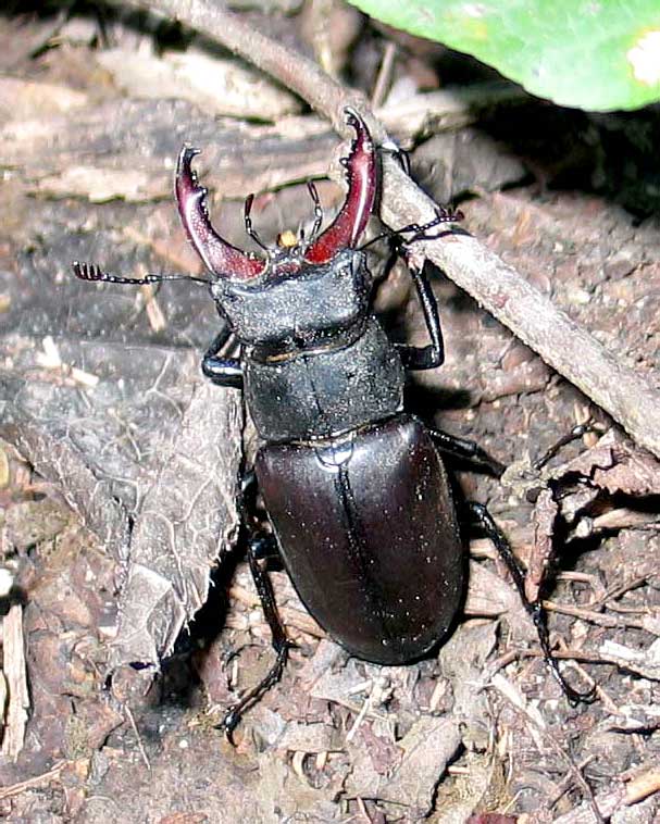 Lucanus cervus