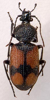 Panagaeus cruxmajor, male