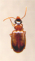 Perigona nigriceps