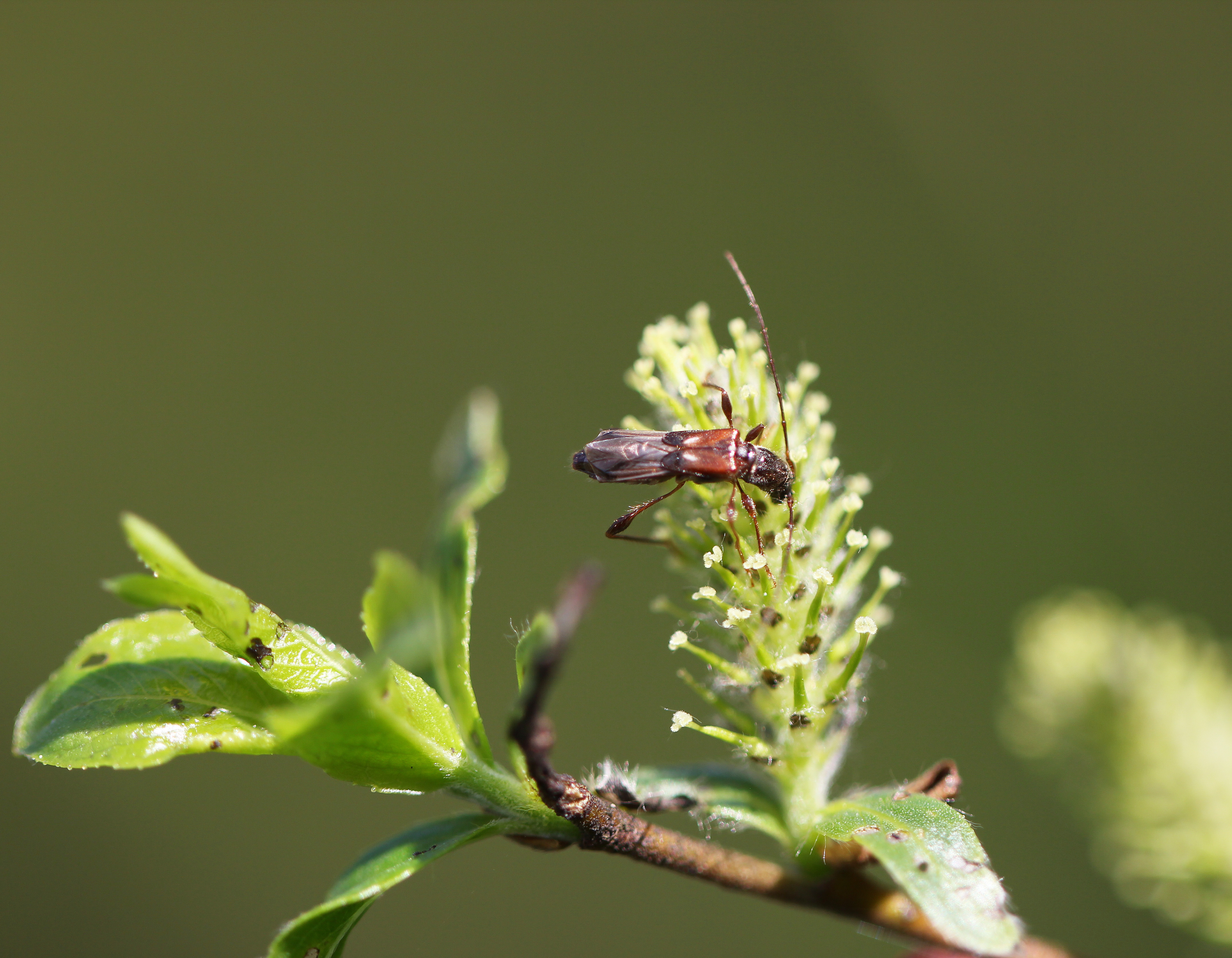 Molorchus Minor. Aclypea opaca (Linnaeus, 1758). Жуки в мае в Москве.