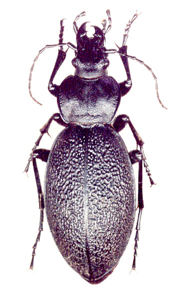 Carabus (Procrustes) coriaceus rugifer