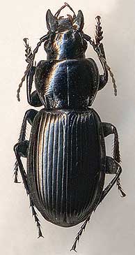 Pterostichus labzuki, male