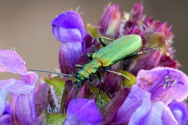 Chrysanthia viridissima (L., 1758)