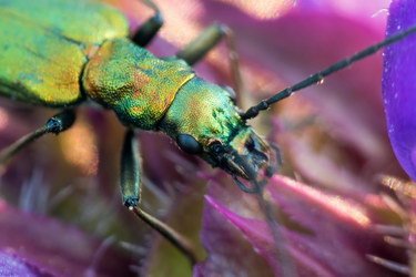 Chrysanthia viridissima (L., 1758)