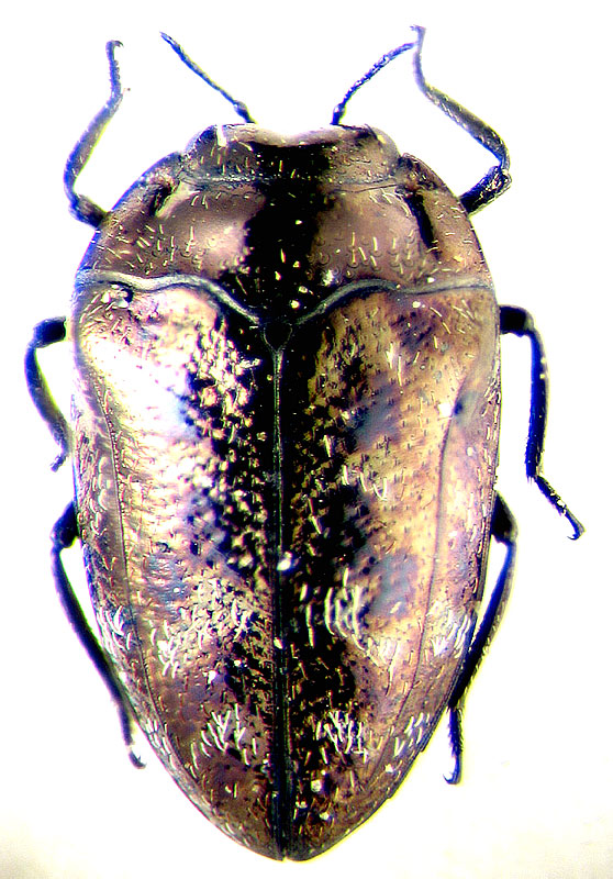 Habroloma amurensis