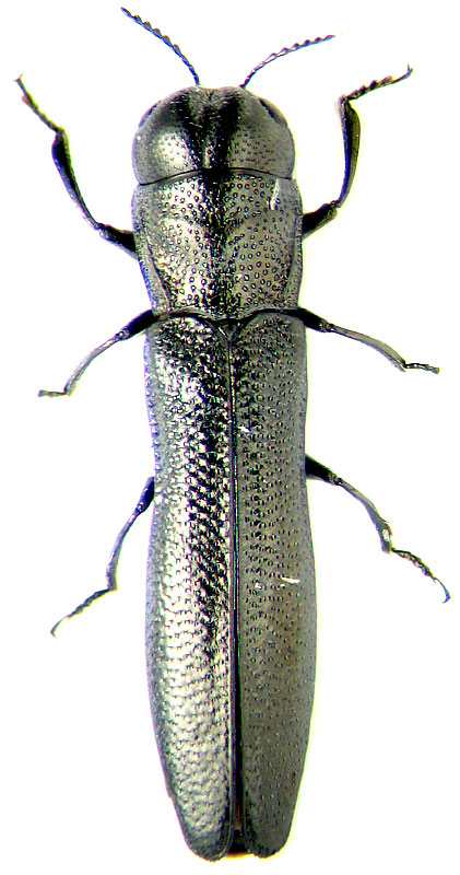 Paracylindromorphus subuliformis