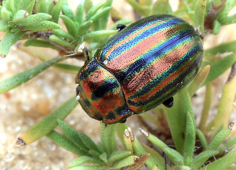 Chrysolina cerealis (Linnaeus, 1767)