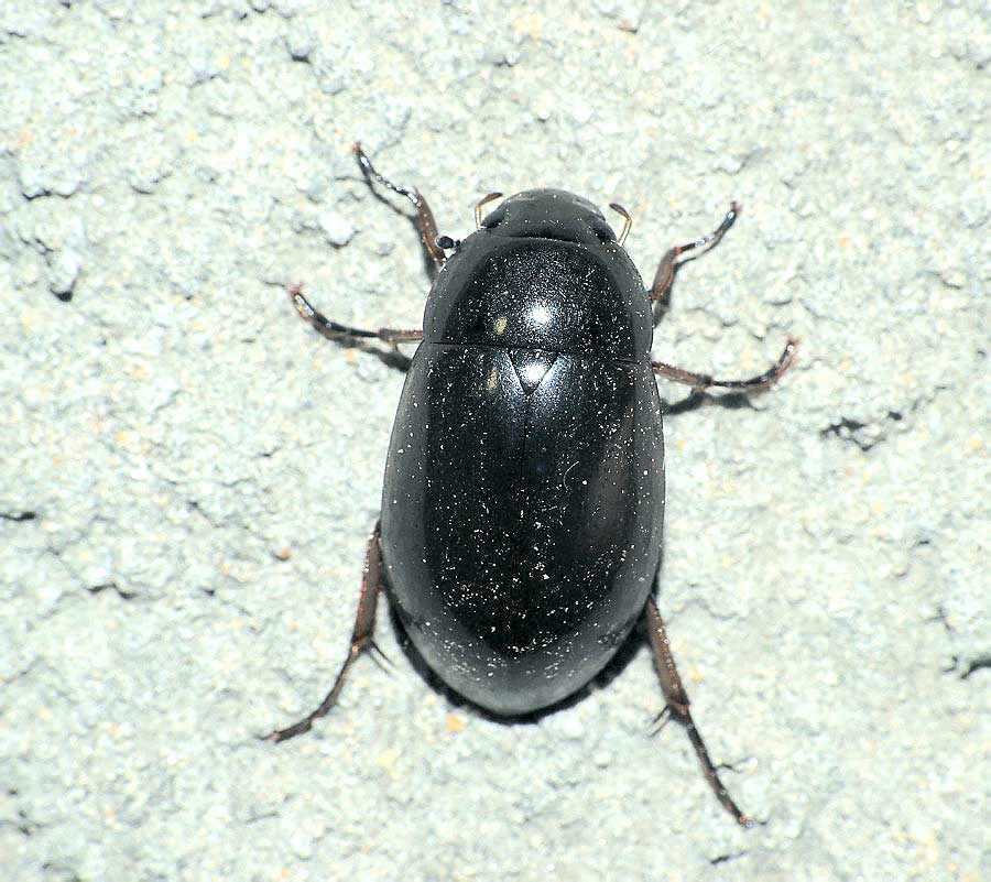 Черный большой жук фото и название