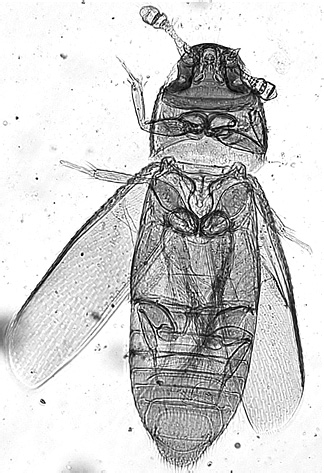 Primorskiella anodonta Polilov,  2008