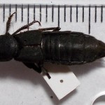 Ocypus olens - 