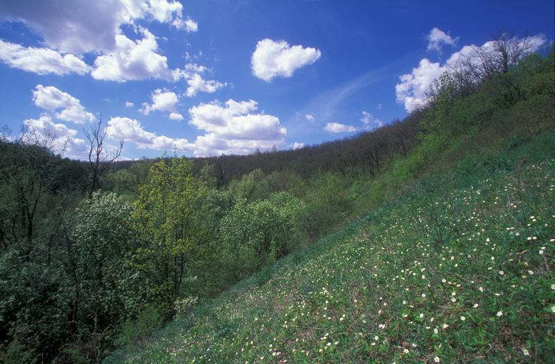 Меньше заповедника. Флора заповедника 