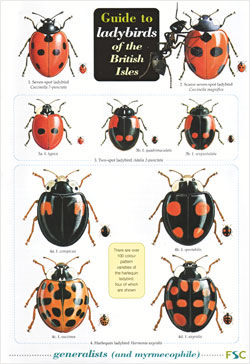 FSC Publications : Guide to ladybirds of the British Isles