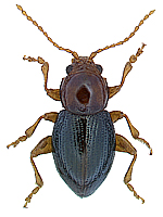 Aeschrocnemis graeca (Allard, 1884)