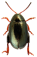 Dibolia femoralis L. Redtenbacher, 1849