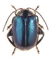 Hemipyxis plagioderoides Motschulsky, 1861