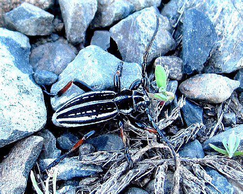 Dorcadion (s.str.) alakoliense Danilevsky, 1988