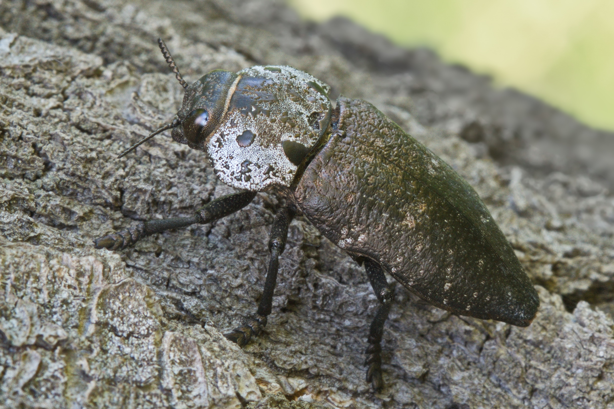 Короед фото. Capnodis tenebrionis - Златка чёрная. Златка Capnodis excisa Menetries. Capnodis miliaris. Златка короед.