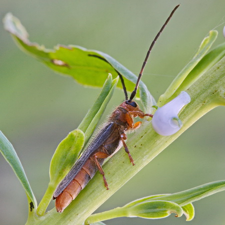 Oberea (Amaurostoma) erythrocephala (Schrank, 1776)