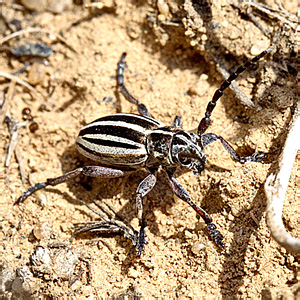 Dorcadion (Cribridorcadion) elegans Kraatz, 1873