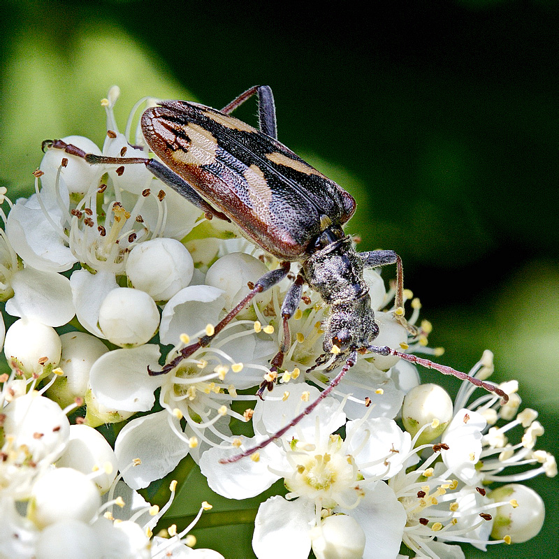 Rhagium (Hagrium) bifasciatum Fabricius, 1775