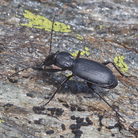 Pterostichus (Myosodus) variabilis (Menetries, 1832)