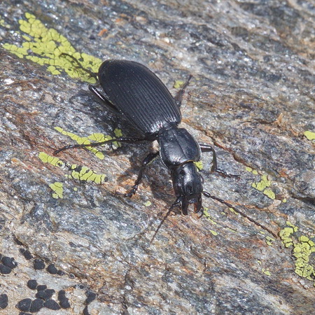 Pterostichus (Myosodus) variabilis (Menetries, 1832)