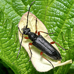 Anoplodera (s.str.) rufipes (Schall., 1783)