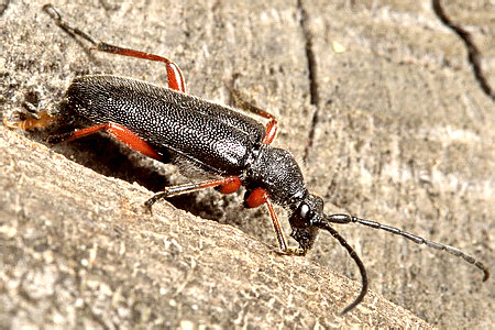 Anoplodera (s.str.) rufipes (Schall., 1783)