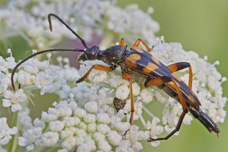 Strangalia attenuata (Linnaeus, 1758)