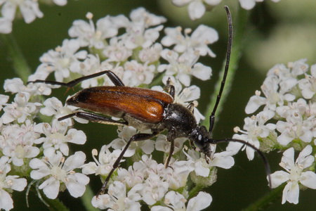 Stenurella bifasciata (Muller, 1776)