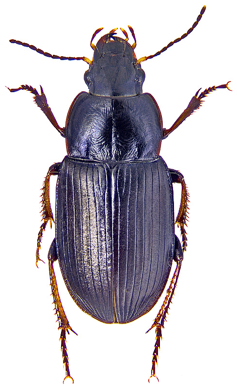 Harpalus (Harpalus) fuscipalpis Sturm, 1818