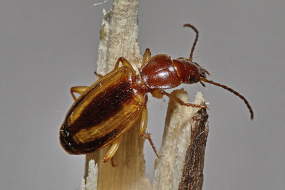 Cymindis (Cymindis) decora Fischer von Waldheim, 1829