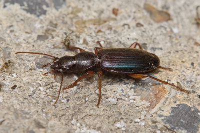 Cymindis (Menas) miliaris (Fabricius, 1801)