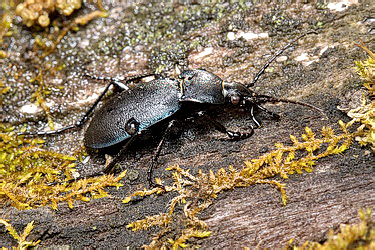 Carabus (Tomocarabus) convexus Fabricius, 1775