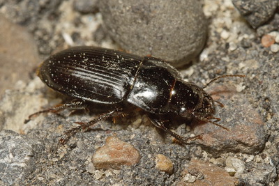 Harpalus (Harpalus) hirtipes (Panzer, 1796)