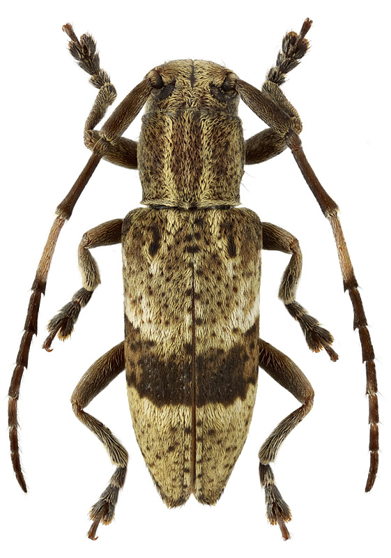 Pterolophia (Sociopraonetha) nigrocincta Gahan