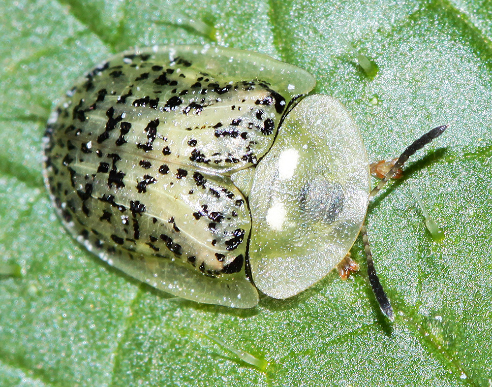 Щитоноска свекловичная - Cassida nebulosa