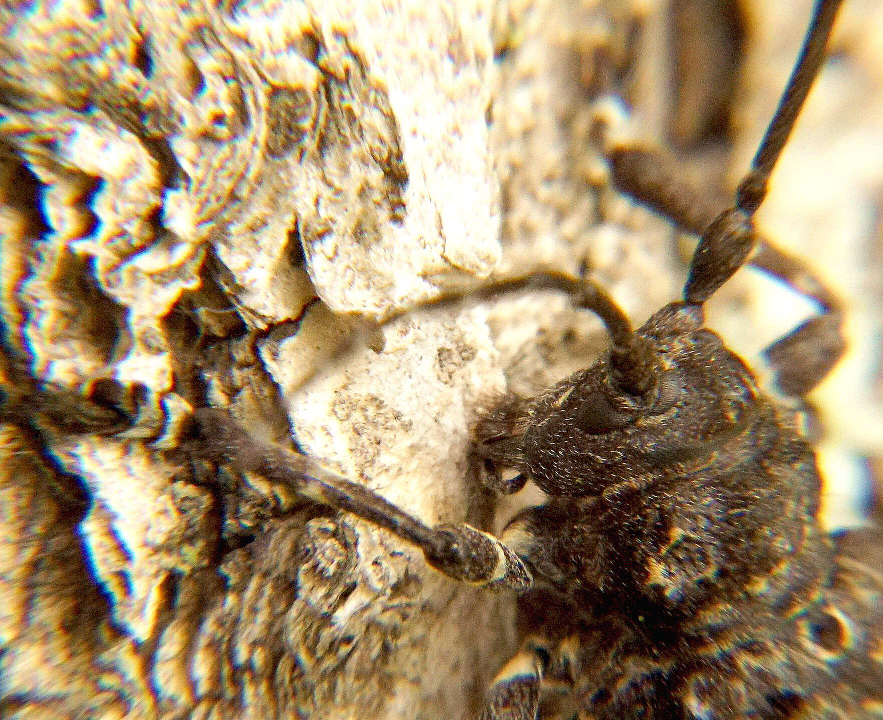 Фото перламутровка стрекоза дозорщик дубовый усач бронзовка