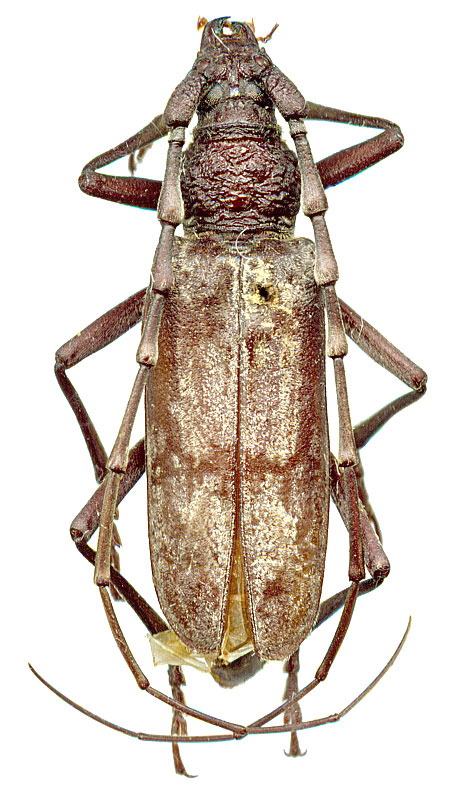  Aeolesthes sarta (Sols., 1871) 