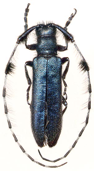 Agapanthia amurensis