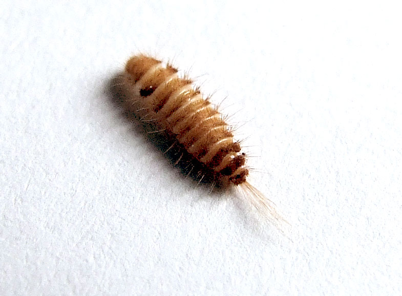 Личинка жука кожееда в квартире - 61 фото