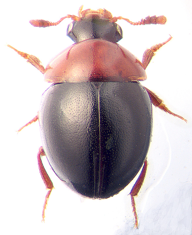 Amphicyllus globus F.