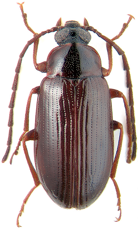 Hymenalia rufipennis Mars.